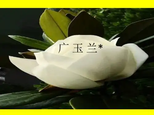 苏教版小学六年级语文下册《18广玉兰》观摩课示范课公开课优质课赛教课精品课件PPT