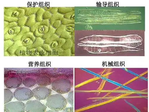 细胞的结构PPT课件