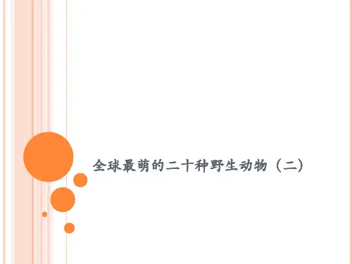 全球最萌的二十种野生动物(二)