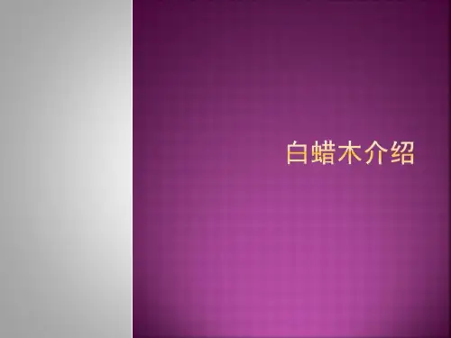 白蜡木介绍