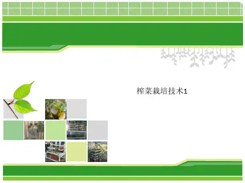 榨菜栽培技术1