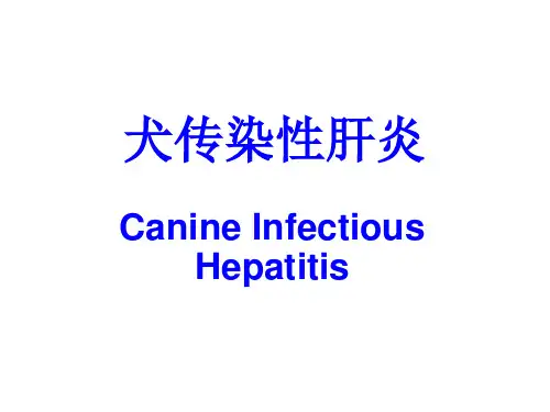 03犬传染性肝炎