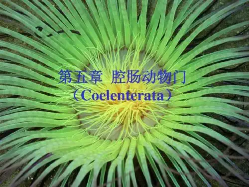 动物生物学 腔肠动物门