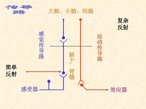 16传导路 PPT课件