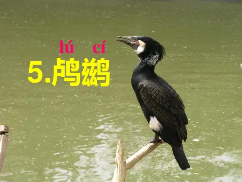 冀教版五年级上册《鸬鹚》