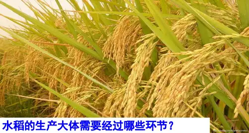 高中历史必修二11 古代中国的农业经济PPT课件