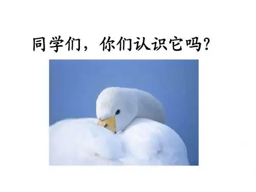 28《丑小鸭》第一课时