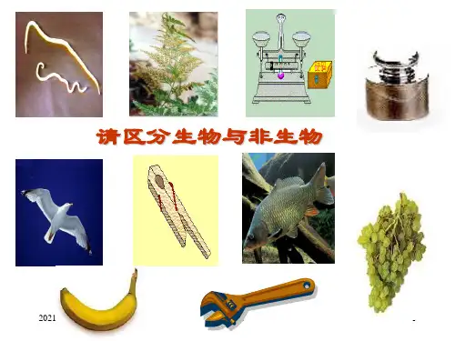 常见的动物PPT课件
