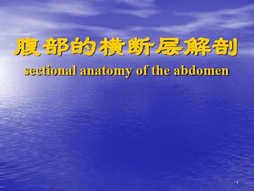(优质课件)腹部的横断层解剖