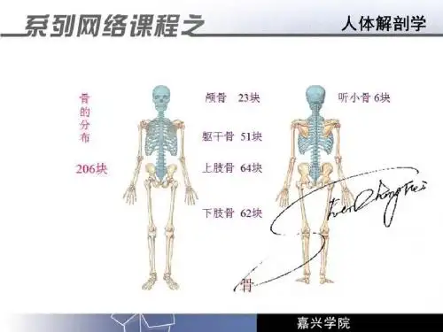 人体解剖学