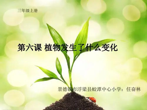 三年级科学《植物发生了什么变化》课件
