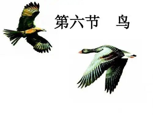 鸟 PPT课件11 人教版