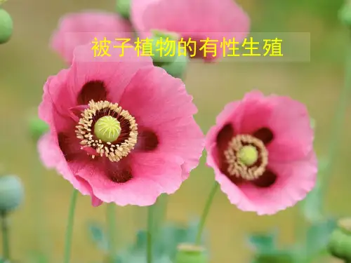 被子植物的有性生殖