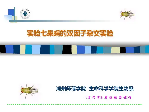 7实验七果蝇的双因子杂交实验