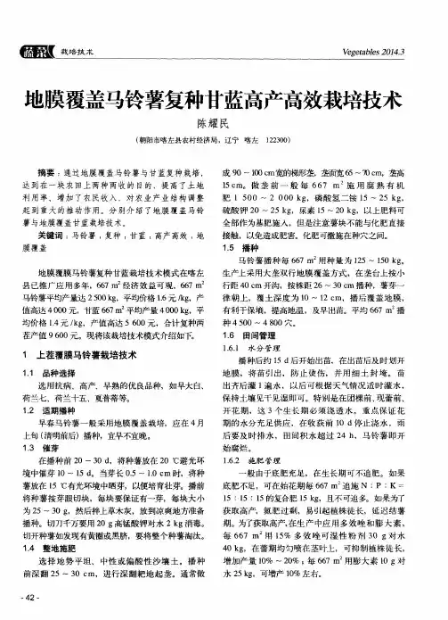 地膜覆盖马铃薯复种甘蓝高产高效栽培技术