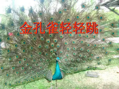 《金孔雀轻轻跳》PPT课件 图文