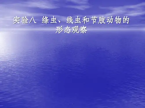 实验八 绦虫、线虫和节肢动物的形态观察ppt课件