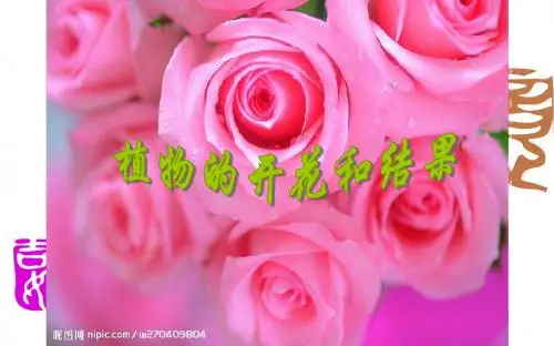 植物的开花和结果 精品课件