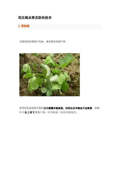 花生病虫害及防治技术