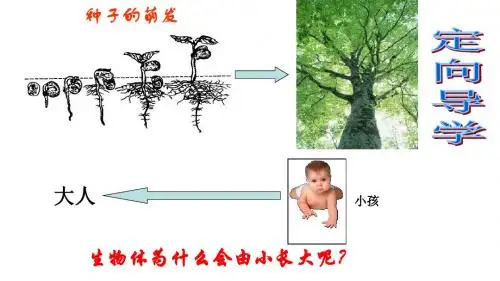 中学联盟江西省寻乌县博豪中学2017届中考生物复习课件：细胞分裂 (共23张PPT)