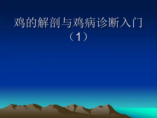 非常实用的鸡的解剖课件