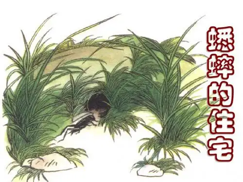 《蟋蟀的住宅》课件