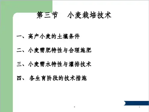 小麦栽培技术