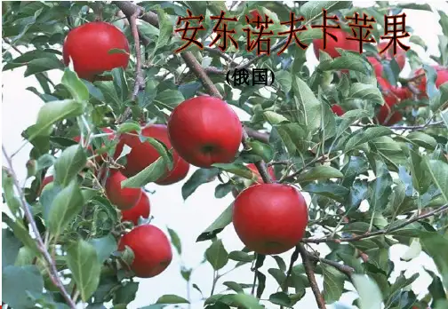 《安东诺夫卡苹果》