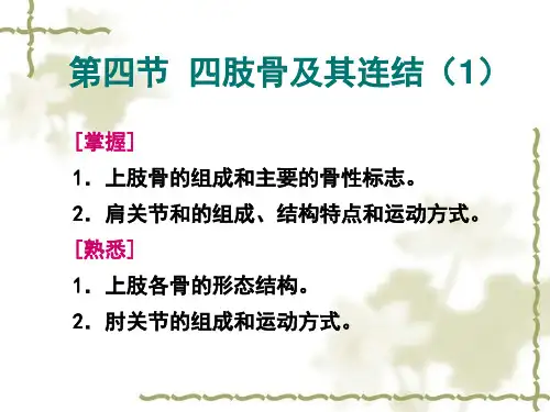 上肢骨及其连结讲解