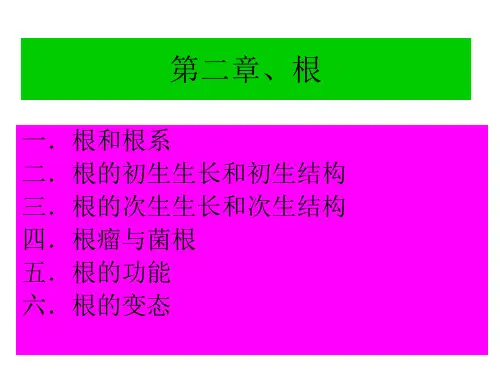 植物器官根和茎-2010