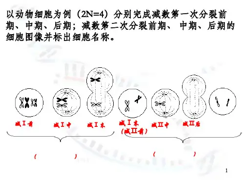 减数分裂-精子和卵细胞的形成过程ppt课件