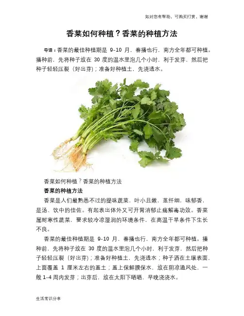 香菜如何种植？香菜的种植方法