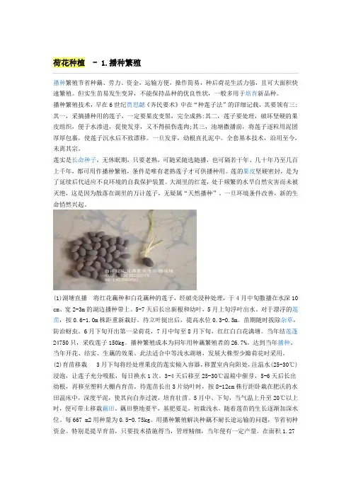 荷花种植方法