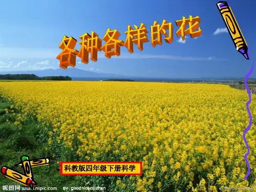 【教科版】各种各样的花PPT完美版1