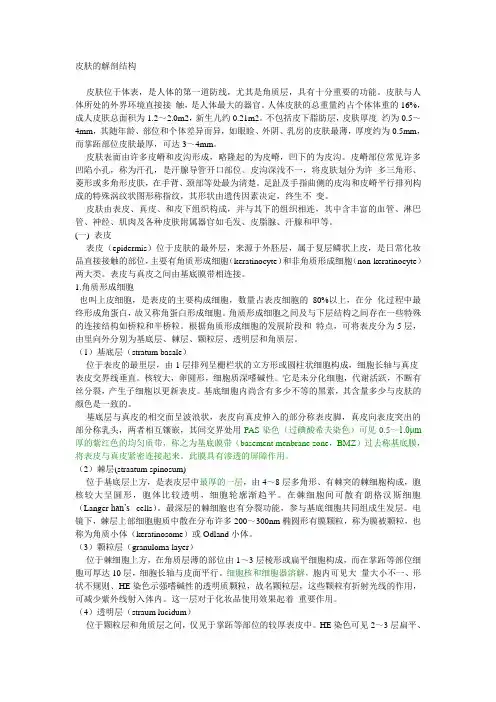 皮肤的解剖结构)
