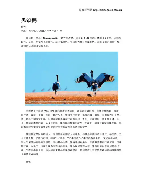 黑颈鹤