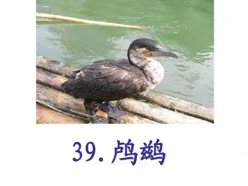 39鸬鹚