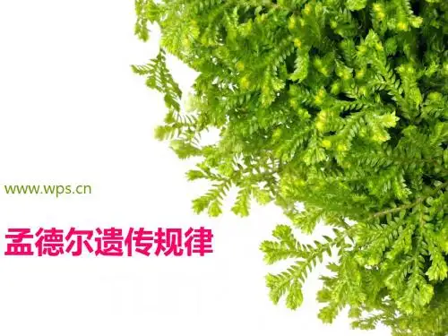专题一孟德尔遗传规律