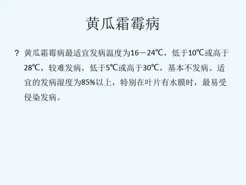 黄瓜病害图片