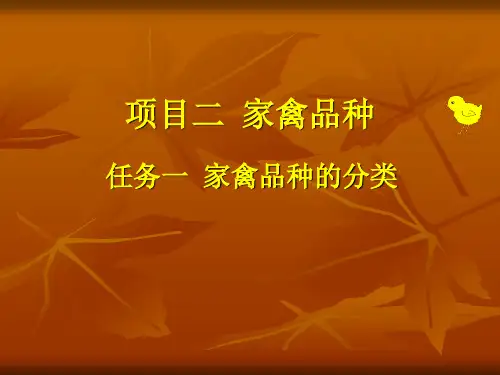 家禽品种