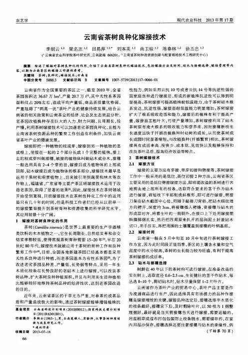 云南省茶树良种化嫁接技术