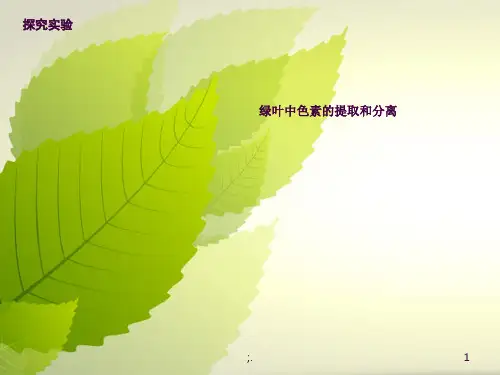 绿叶中色素的提取和分离实验ppt课件