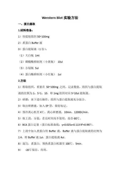 Werstern Blot实验方法
