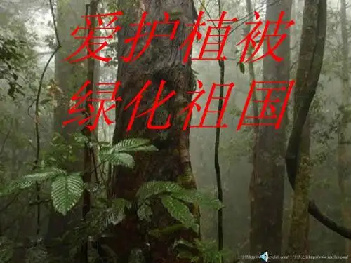 七年级生物初一生物课件 爱护植被,绿化祖国