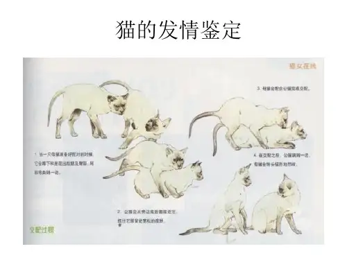 猫咪的发情鉴定