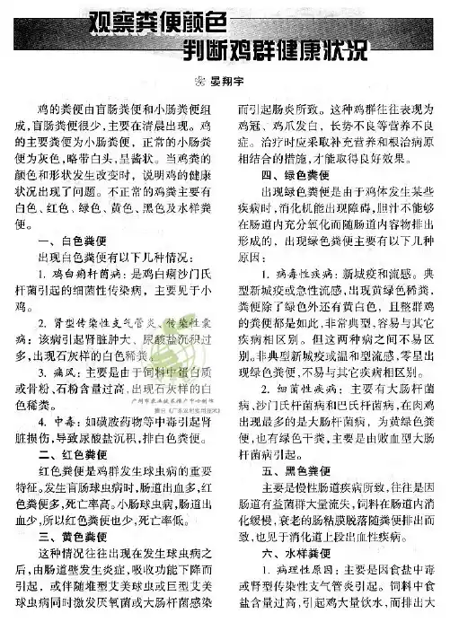 观察粪便颜色 判断鸡群健康状况