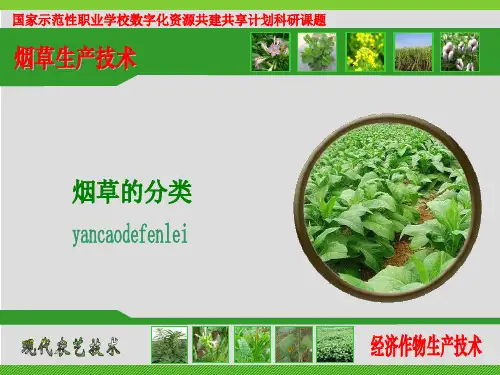 卷烟雪茄烟烟草的分类