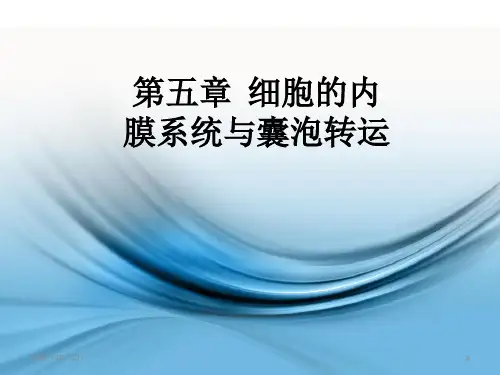 细胞的内膜系统与囊泡转运-ppt细胞生物学PPT课件