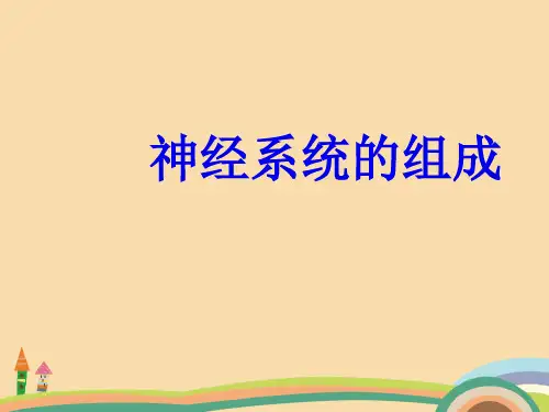 七年级生物神经系统的组成PPT精品课件 (2)