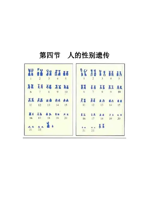《人的性别遗传》导学案2
